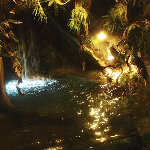 Cuvier's dwarf caiman and slider turtle exhibit, 2017-02-06