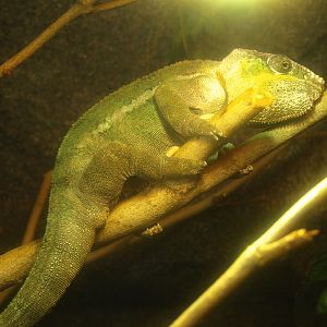 Panther chameleon (Furcifer pardalis), 2017-02-06