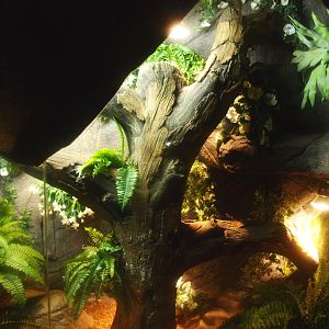 Dumeril's boa terrarium, 2017-02-06