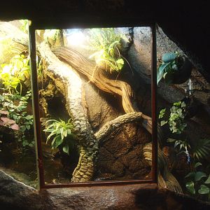 Long-nosed horned frog terrarium, 2017-02-06