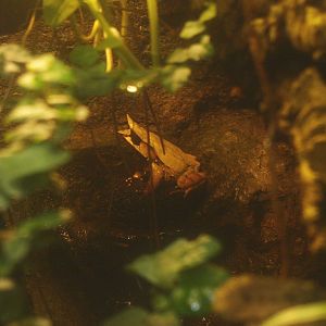 Long-nosed horned frog (Megophrys nasuta), 2017-02-06