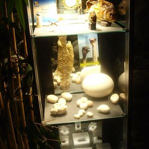 Display case with animal species and other items, 2017-02-06