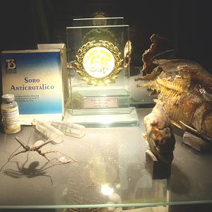 Display shelf with animal specimens, award and antivenom materials, 2017-02-06