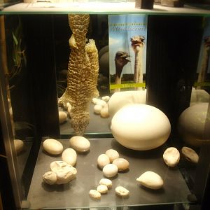 Display shelf with reptile eggs, ostrich egg, leaflet for ostrich farm and molted skin of shingleback skink, 2017-02-06