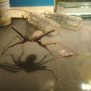 Dried and preserved whip scorpion specimen, 2017-02-06