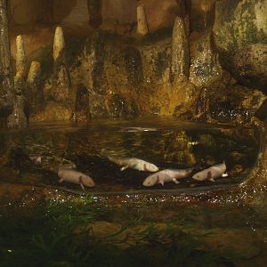 Cave with axolotl exhibit, 2017-02-06