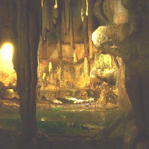 Mock cave with axolotl and blind cave tetra tanks, 2017-02-06