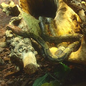 Moellendorff's ratsnake (Elaphe moellendorffi), 2017-02-06