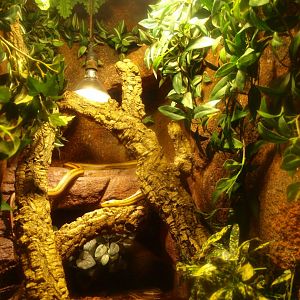 Four-lined ratsnake terrarium, 2017-02-06