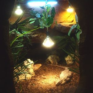 Red tegu and Northern caiman lizard terrarium, 2017-02-06