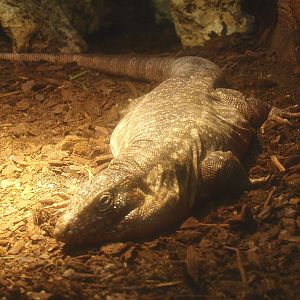 Red Tegu (Salvator rufescens), 2017-02-06