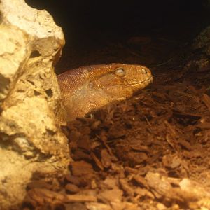 Caiman lizard (Dracaena guianensis), 2017-02-06