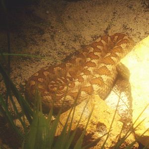 Nose-horned viper (Vipera ammodytes), 2017-02-06