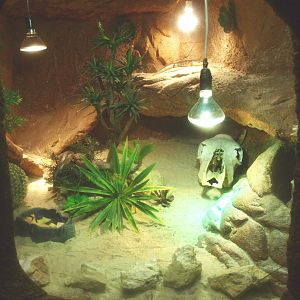 Blue-tongued skink terrarium, 2017-02-06