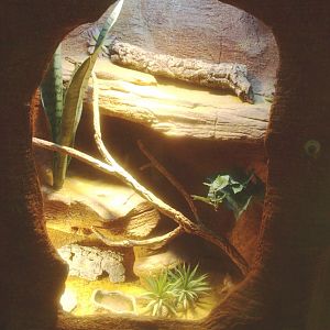 Leopard gecko terrarium, 2017-02-06