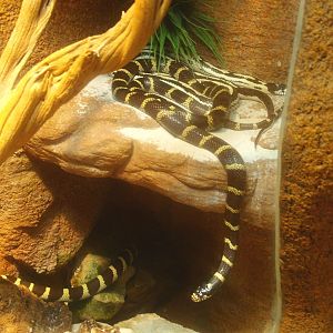 California kingsnake (Lampropeltis getula californiae), 2017-02-06