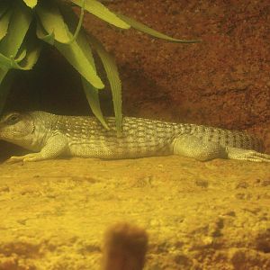 Desert iguana (Dipsosaurus dorsalis), 2017-02-06