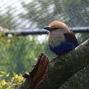 New species 2021: Blue-bellied roller