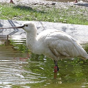 New species 2021: Eurasian spoonbill