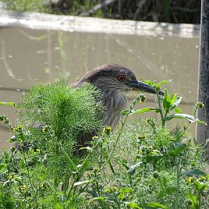 New species 2021: Black-crowned night-heron