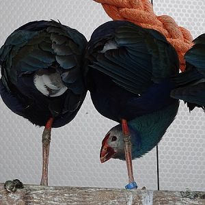 New species 2021: Purple swamphen