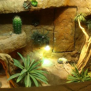 Central bearded dragon terrarium, 2017-02-06