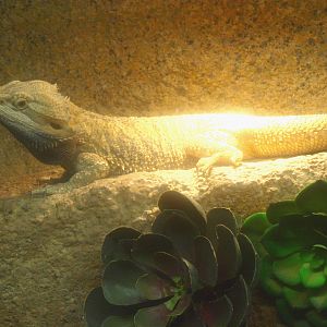 Central bearded dragon (Pogona vitticeps), 2017-02-06