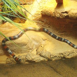 Atlantic Central American milksnake (Lampropeltis triangulum polyzona), 2017-02-06
