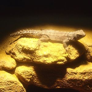 Madagascan collared iguana or Cuvier's Madagascar swift (Oplurus cuvieri), 2017-02-06