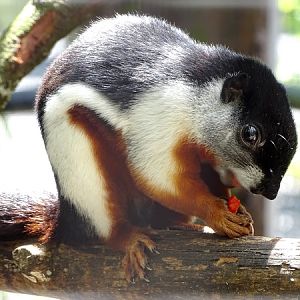 New species 2021: Malacca Prevost's squirrel