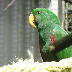 New species 2021: Eclectus parrot