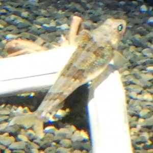 Lizardfish ID