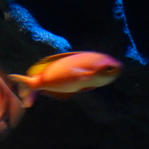 Anthias ID