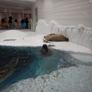 Spotted Seal Exhibit
