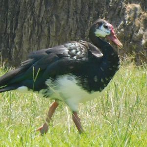 Can anyone id this goose