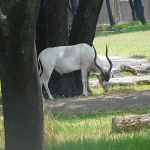 Addax