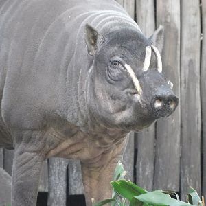 babirusa