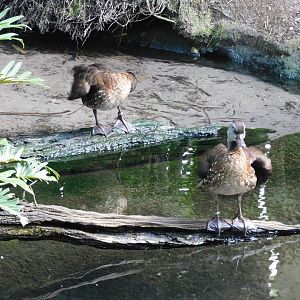 Spotted whistling duck