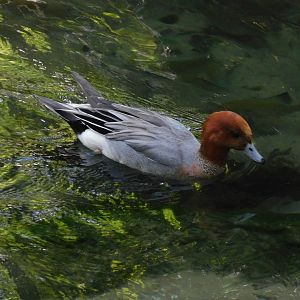 eurasian wigeon