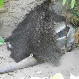 Sleepy anteater