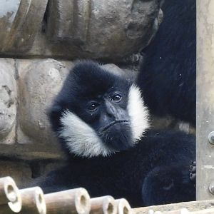 White checked gibbon