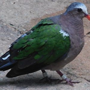 emerald dove