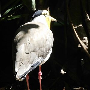 masked lapwing