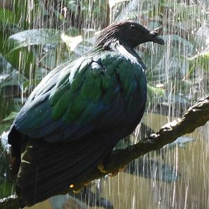 Nicobar pigeon