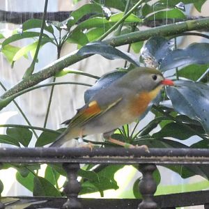 Red billed leiothrix
