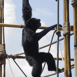 Siamang