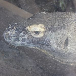 Komodo dragon