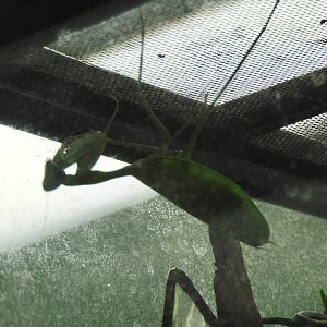 Giant asian mantis