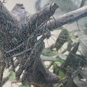 Giant thorny walking stick