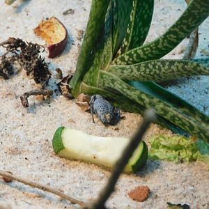 Blue death feigning beetle